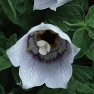 White Codonopsis Pilosula Flower Seeds Heirloom Non-GMO High Germination Organic Garden Seeds for Planting