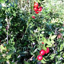 Red Aculeatus Seeds Heirloom Non-GMO High Germination Organic Garden Seeds for Planting