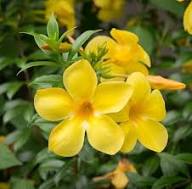 Yellow Sanderi Flower Seeds Heirloom Non-GMO High Germination Organic Garden Seeds for Planting