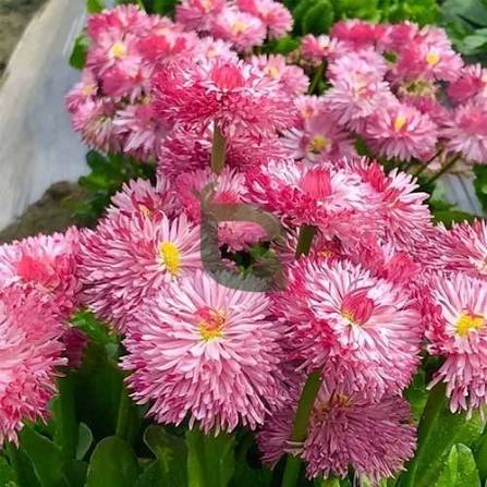 Daisy Double Monstrosa Bellis perennis Rose Pink Seeds for Planting | Heirloom Non-GMO