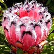 Pink-Schwarz Protea-Blumensamen – Alte Sorte, gentechnikfrei, keimstark, Bio-Gartensamen zum Pflanzen