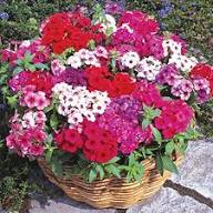 Semillas de flores variadas de Phlox Drummondii, reliquia, sin OMG, alta germinación, semillas de jardín orgánicas para plantar