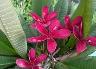 Pink Plumeria Flower Seeds – Heirloom, Non-GMO, High Germination Organic Garden Seeds Seeds for Planting
