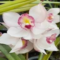 White Pink Orchid Flower Seeds Heirloom Non-GMO High Germination Organic Garden Seeds for Planting