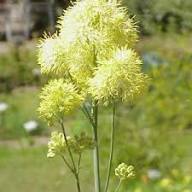 Yellow Thalictrum Flower Seeds Heirloom Non-GMO High Germination Organic Garden Seeds