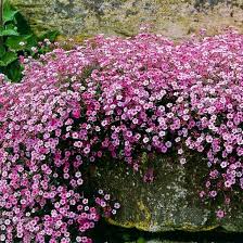 Semillas de flores de gypsophila rosa – Variedad tradicional, no transgénicas, de alta germinación