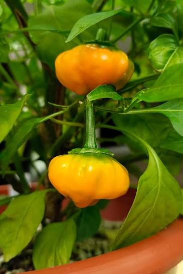 Yellow Scotch Bonnet Pepper Seeds – Heirloom, Non-GMO, High Germination Seeds