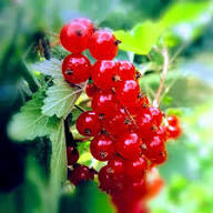 Grosella Fruit Seeds Red – Heirloom, Non-GMO, High Germination Seeds