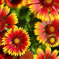 Yellow Orange Aristata Flower Seeds – Heirloom, Non-GMO, High Germination Organic Seeds