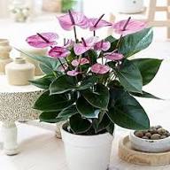Purple Anthurium Flower Seeds Heirloom Non-GMO High Germination Organic Garden Seeds for Planting