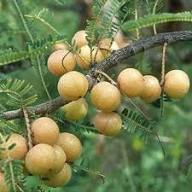 Poorman Red Gooseberry Tree Seeds for Planting – Heirloom, Non-GMO, High Germination Organic Garden Seeds