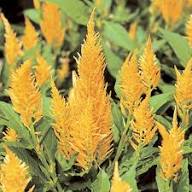 Yellow Astilbe Flower Seeds for Planting – Heirloom, Non-GMO, High Germination Organic Garden Seeds
