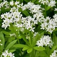 White Woodruff Flower Seeds – Heirloom, Non-GMO, High Germination Organic Garden Seeds