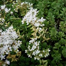 White Sedum Flower Seeds for Planting – Heirloom, Non-GMO, High Germination Organic Garden Seeds