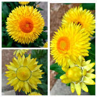 Yellow Strawflower Seeds – Heirloom, Non-GMO, High Germination Organic Garden Seeds