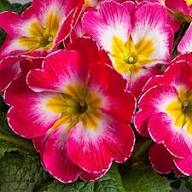 Purple Primrose Flower Seeds Heirloom Non-GMO High Germination Organic Garden Seeds for Planting