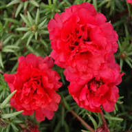 Red Portulaca Flower Seeds – Heirloom Non-GMO High Germination Organic Garden