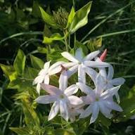 White Trachelospermum Jasminoides Flower Seeds Heirloom Non-GMO High Germination Organic Garden Seeds for Planting