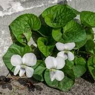 Viola Yedoensis Flower Seeds White – Heirloom, Non-GMO, High Germination