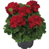 Red Gerenum Flower Seeds – Heirloom Non-GMO High Germination Organic Garden Seeds for Planting