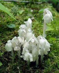 White Monotropa Uniflora Flower Seeds – Heirloom, Non-GMO, High Germination Seeds