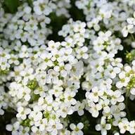 White Creeping Thyme Flower Seeds Heirloom Non-GMO High Germination Organic Garden Seeds