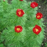 Red Paeonia Tenuifolia Flower Seeds – Heirloom, Non-GMO, High Germination Seeds