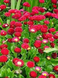 Daisy Flower Seeds Red – Heirloom, Non-GMO, High Germination Organic Garden Seeds