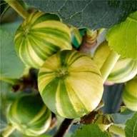 Green Panache Seeds for Planting – Heirloom Non-GMO High Germination Organic Garden Seeds