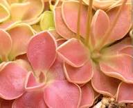 Pink Pinguicula Flower Seeds – Heirloom Non-GMO High Germination Organic Garden Seeds for Planting