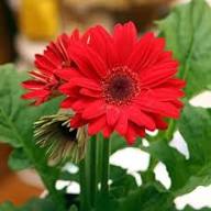 Red Daisy Flower – Heirloom, Non-GMO, High Germination Organic Garden Seeds for Planting