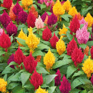 Red Celosia Plumosa Seeds – Heirloom, Non-GMO, High Germination Organic Garden Seeds for Planting Seeds for Planting
