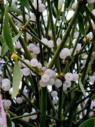 Mistletoe Seeds Heirloom Non-GMO High Germination Organic Garden Seeds for Planting