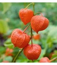 Orange Lampion-Stachelbeer-Samen – Alte Sorte, Non-GMO, hochkeimfähig, Bio-Gartensamen zum Pflanzen