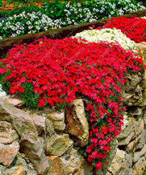 Creeping Flower Seeds Red for Planting – Heirloom Non-GMO High Germination Seeds