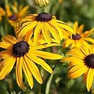Semillas de flor Rudbeckia rojas para plantar – Ecológicas, no modificadas genéticamente, de alta germinación, para jardín