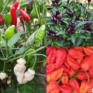 Mixed Chili Seeds – Heirloom, Non-GMO, High Germination Organic Garden Seeds Planting