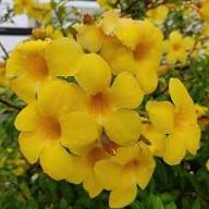 Yellow Amphilophium Crucigerum Flower Seeds for Planting – Heirloom, Non-GMO, High Germination Organic Garden Seeds