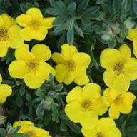 Yellow Cinquefoil Flower Seeds – Heirloom, Non-GMO, High Germination Organic Garden Seeds