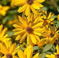 Yellow Helianthus Maximiliani Flower Seeds – Heirloom Non-GMO High Germination Organic Seeds