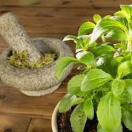 Green Basilicum Minimum Plant Seeds Heirloom Non-GMO High Germination Organic Garden Seeds for Planting