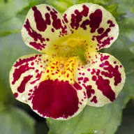 White Mimulus Tigrinus Flower Seeds Heirloom Non-GMO High Germination Organic Garden Seeds