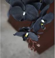 Schwarze Weiße Phalaenopsis Orchideen Samen – Alte Sorte Gentechnikfrei Hohe Keimfähigkeit Bio-Gartensamen