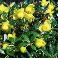 Yellow Frikartii Flower Seeds Heirloom Non-GMO High Germination Organic Garden Seeds for Planting