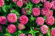Pink Tagetes Flowers Seeds Heirloom Non-GMO High Germination Organic Garden Seeds for Planting
