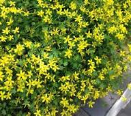 Yellow Cineraria Flower Seeds – Heirloom, Non-GMO, High Germination Organic Garden Seeds