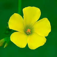 Rare Yellow Oxalis Flower Seeds – Heirloom, Non-GMO, High Germination Seeds