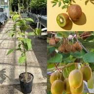 Kiwi-Samen, bunte, samenfeste, gentechnikfreie, keimfreudige Bio-Gartensamen zum Pflanzen
