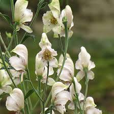 White Aconite Flower Seeds – Heirloom, Non-GMO, High Germination Organic Garden Seeds for Planting