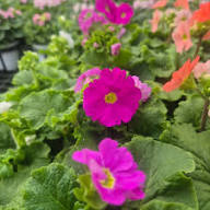Violet Primula Flower Seeds – Heirloom Non-GMO High Germination Organic Garden Seeds for Planting